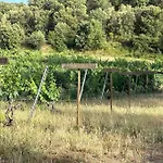Cazoletta