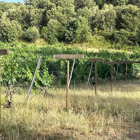 Cazoletta